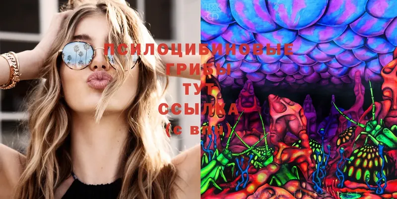 купить закладку  Почеп  Галлюциногенные грибы Cubensis 